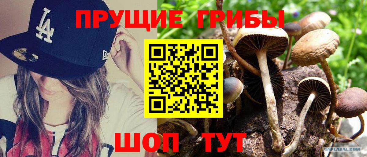 Галлюциногенные грибы GOLDEN TEACHER  Псилоцибиновые грибы Magic Shrooms  Саратов  Вход с VPN 
